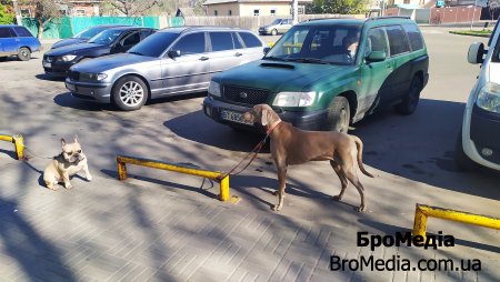 ВООЗ не зафіксувала жодного випадку передачі коронавірусу від тварини до людини