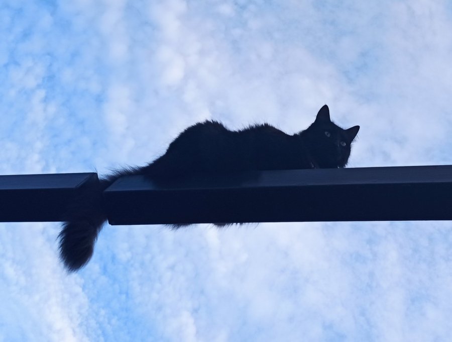Коти - не собаки